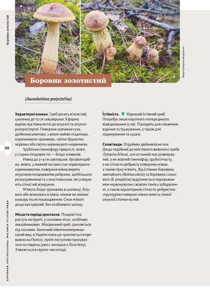 Микола Придюк &laquo;Як і де збирати гриби&raquo; 9786178782207 фото
